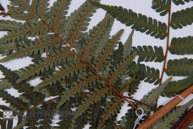 蘭嶼筆筒樹、蘭嶼桫欏藏品圖，第4張