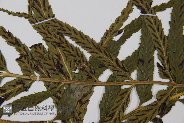 萊氏鐵角蕨藏品圖，第4張