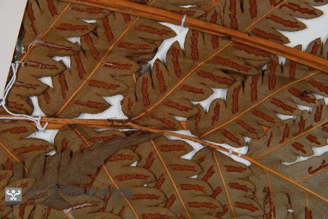 日本狗脊蕨藏品圖，第4張