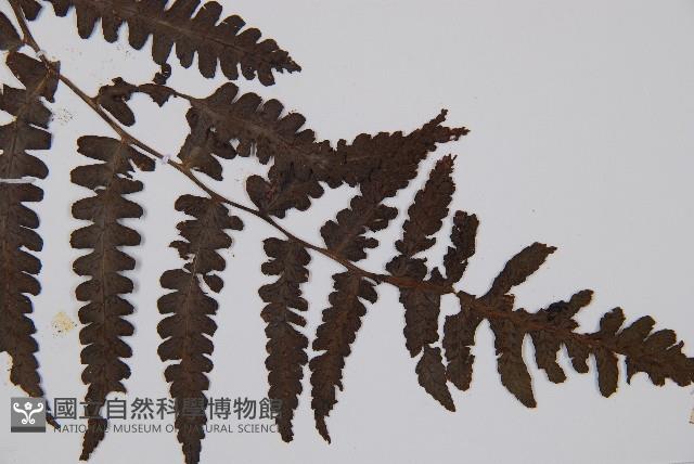 黑葉貞蕨藏品圖，第4張