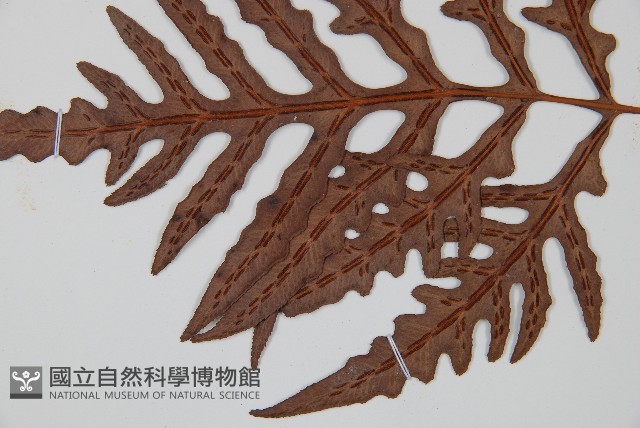 裂羽崇澍蕨藏品圖，第4張