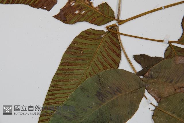 細柄雙蓋蕨藏品圖，第4張