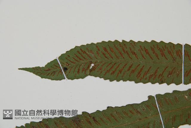 單葉雙蓋蕨藏品圖，第4張