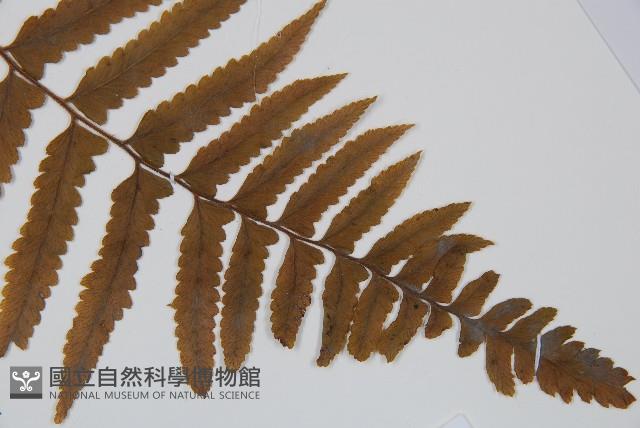 邊緣鱗蓋蕨藏品圖，第4張