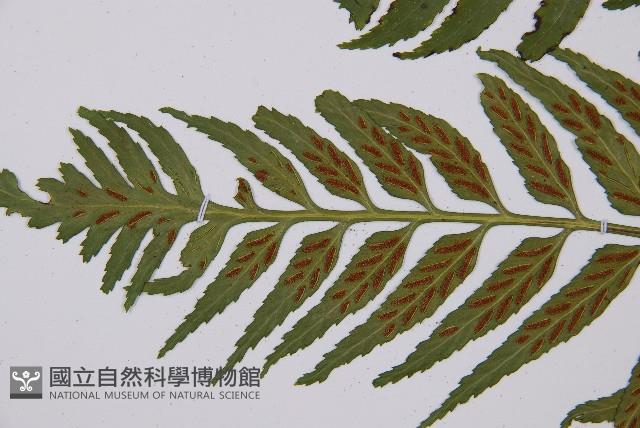 萊氏鐵角蕨藏品圖，第4張