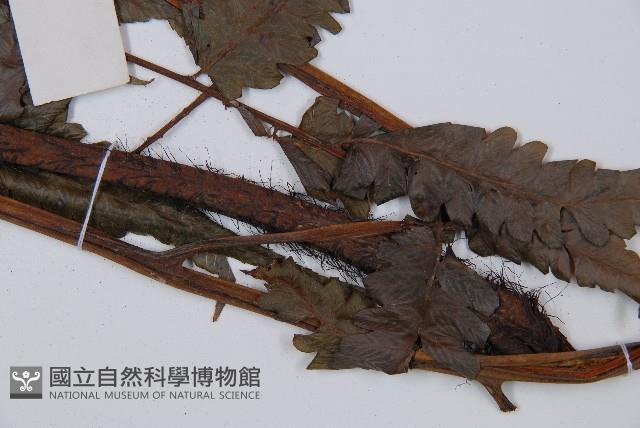 毛柄短腸蕨藏品圖，第4張