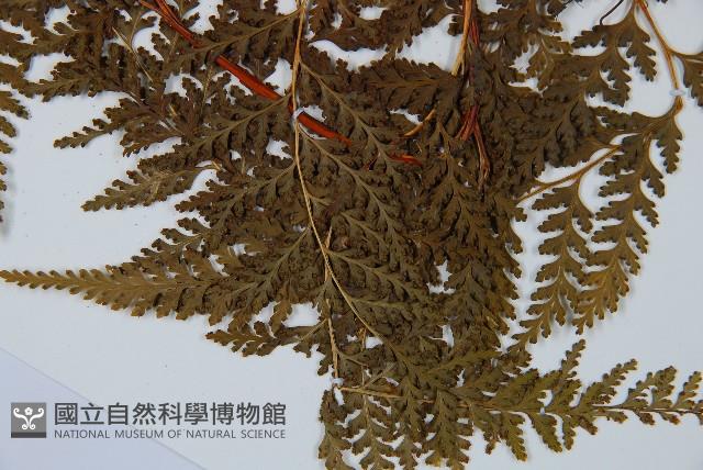 碗蕨藏品圖，第4張