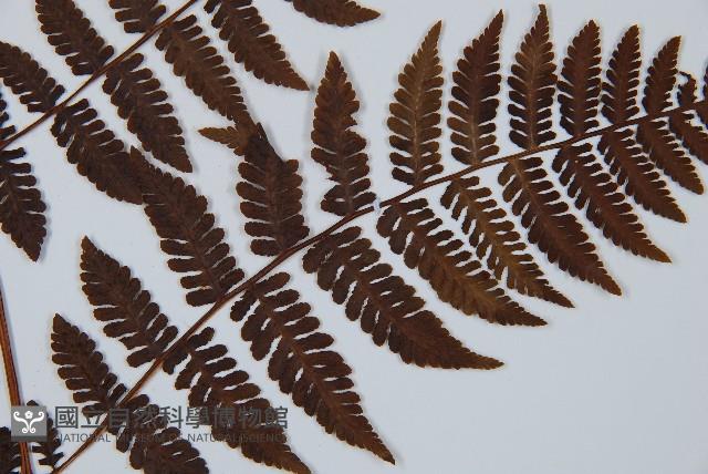 東北角蕨藏品圖，第4張