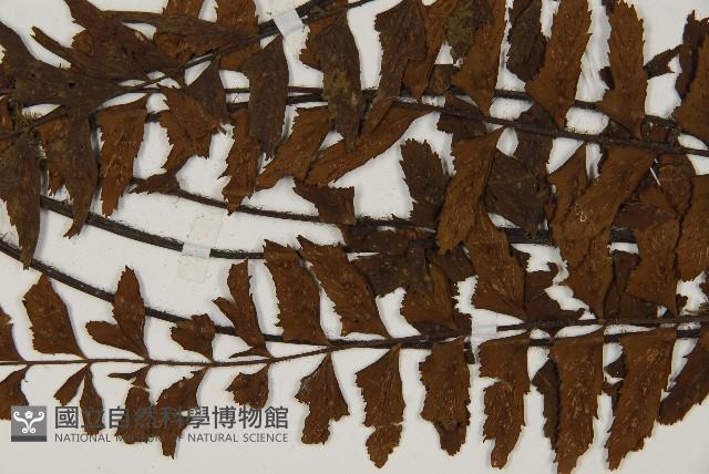 毛軸鐵角蕨藏品圖，第4張