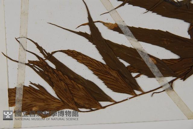 革葉鐵角蕨藏品圖，第3張