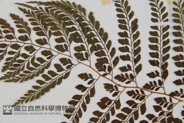 臺灣兩面複葉耳蕨藏品圖，第4張