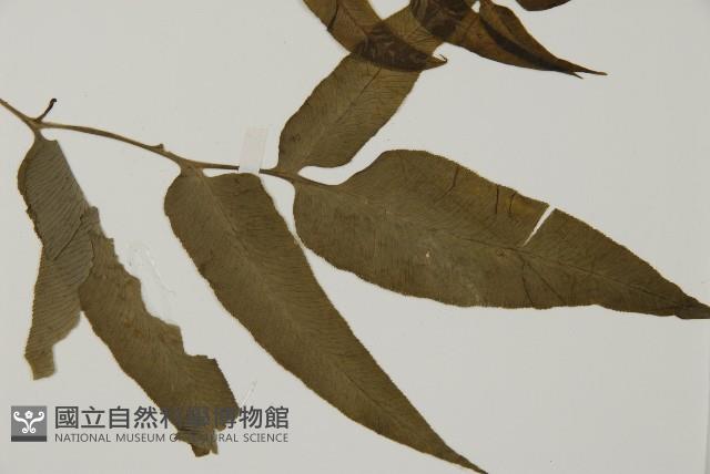 Accession Number:P004027 Collection Image, Figure 4, Total 5 Figures