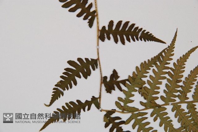 東洋蹄蓋蕨藏品圖，第4張