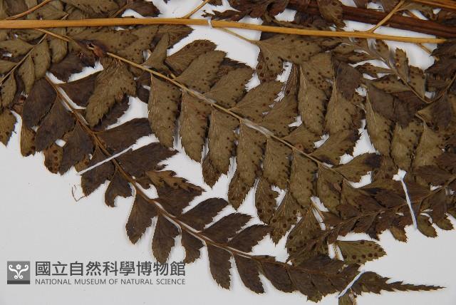 Accession Number:P012527 Collection Image, Figure 4, Total 5 Figures