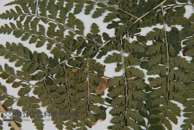 哈氏假複葉耳蕨藏品圖，第4張