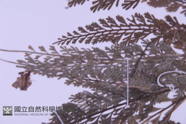 長生鐵角蕨藏品圖，第4張