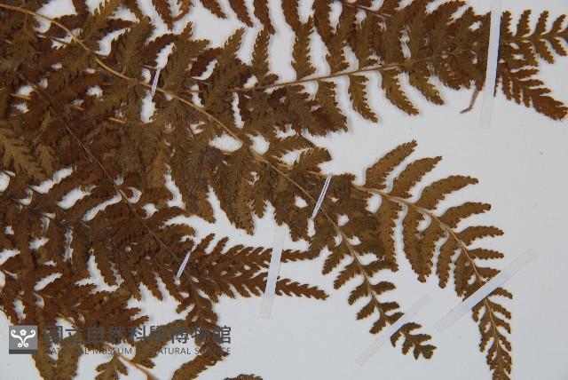 細毛碗蕨藏品圖，第4張