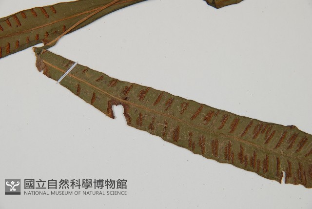 單葉雙蓋蕨藏品圖，第3張