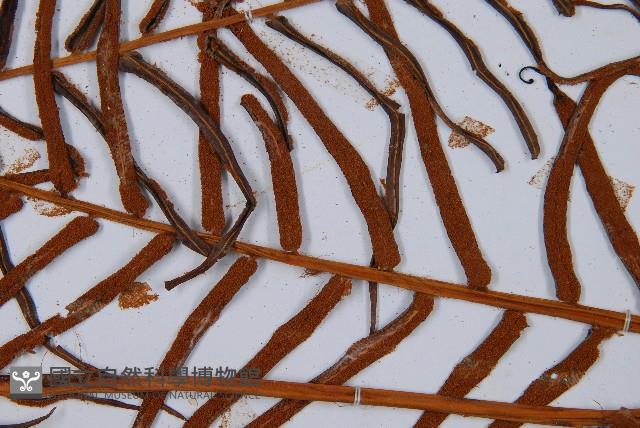 蘇鐵蕨藏品圖，第7張