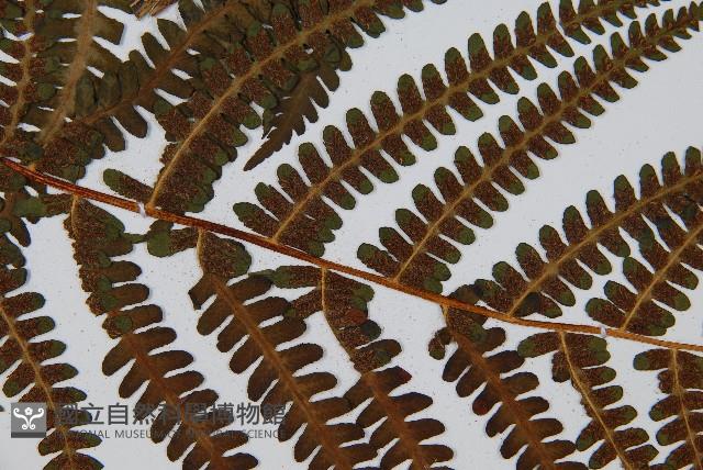 華中峨眉蕨藏品圖，第7張