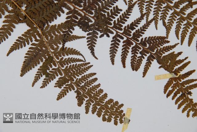 司氏碗蕨藏品圖，第4張