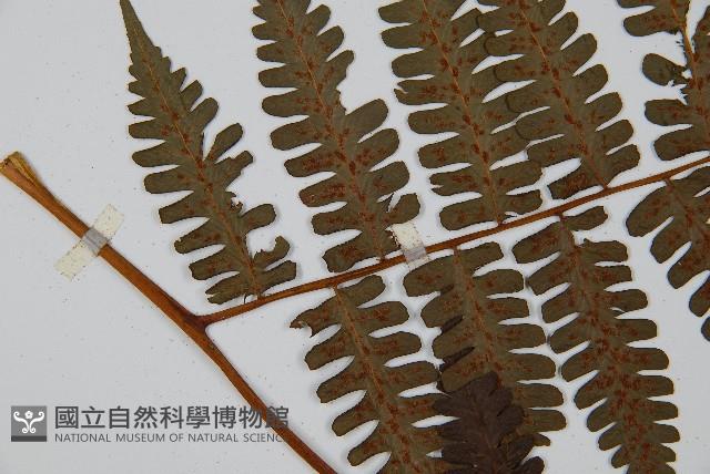 德氏雙蓋蕨藏品圖，第4張