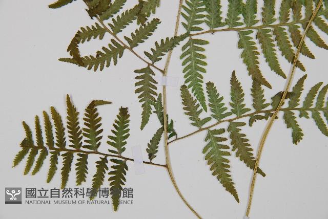 日本蹄蓋蕨藏品圖，第4張