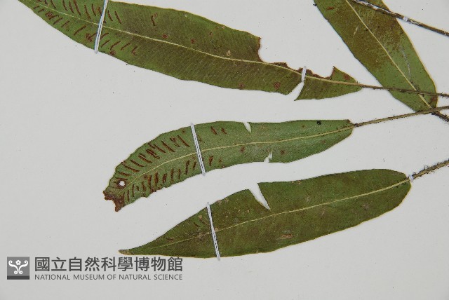 單葉雙蓋蕨藏品圖，第4張