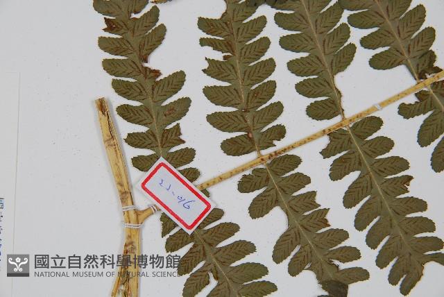 擬德氏雙蓋蕨藏品圖，第4張