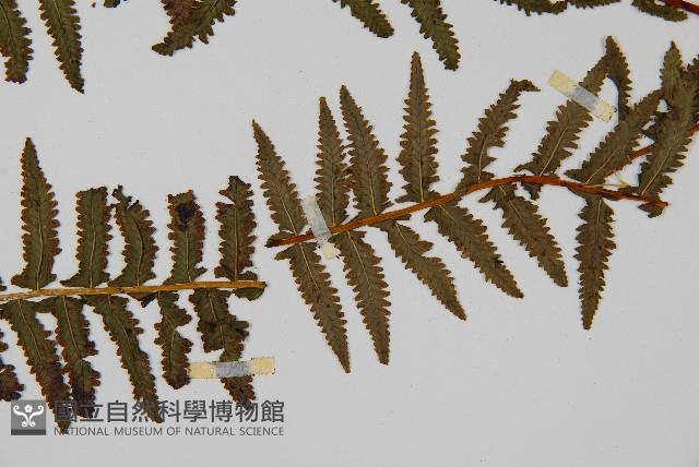 岩穴蕨藏品圖，第4張