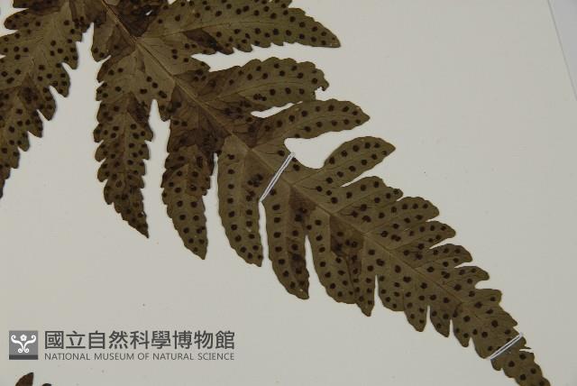 屏東擬肋毛蕨藏品圖，第4張