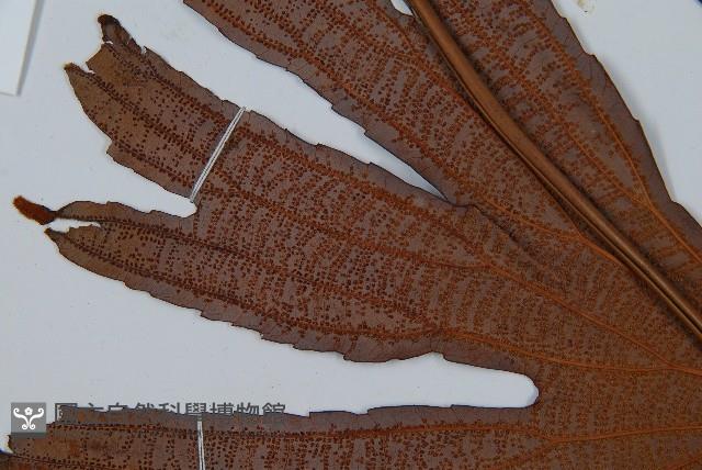 雙扇蕨藏品圖，第7張