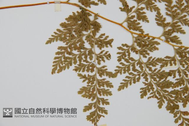 Accession Number:P000427 Collection Image, Figure 4, Total 4 Figures