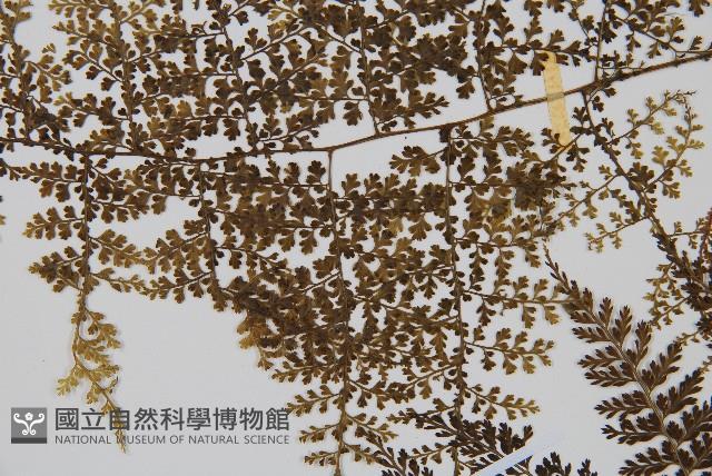 稀子蕨藏品圖，第4張