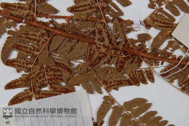 闊鱗鱗毛蕨藏品圖，第4張