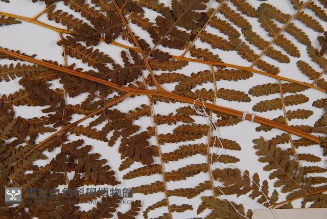 姬蕨藏品圖，第4張