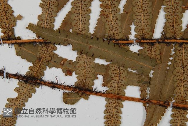 桫欏鱗毛蕨藏品圖，第4張