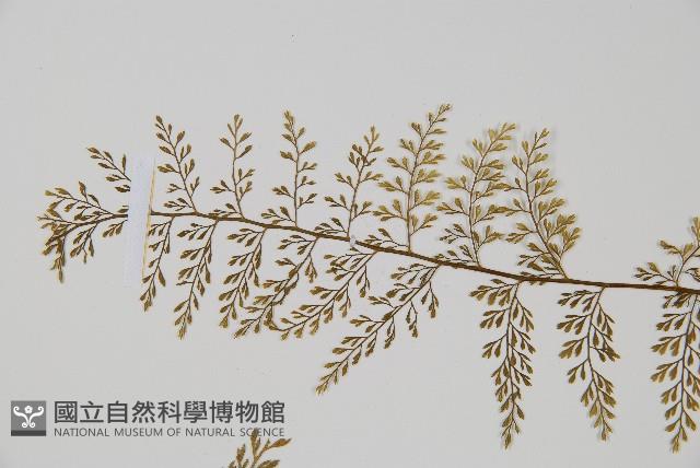 薄葉鐵角蕨藏品圖，第4張