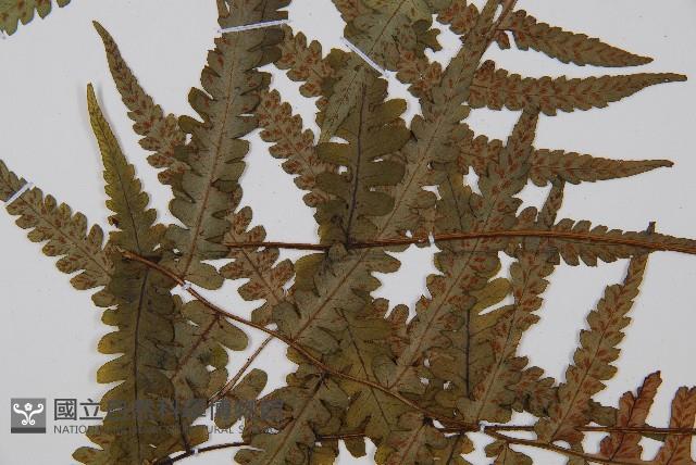 東洋蹄蓋蕨藏品圖，第4張