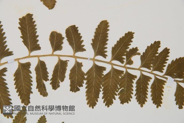 鈍齒鐵角蕨藏品圖，第4張