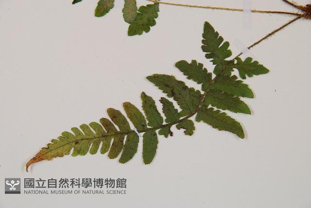 馬祖耳蕨藏品圖，第4張