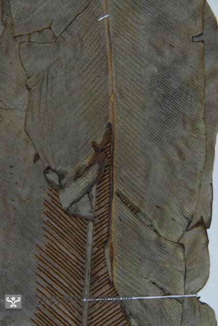 臺灣山蘇花藏品圖，第4張