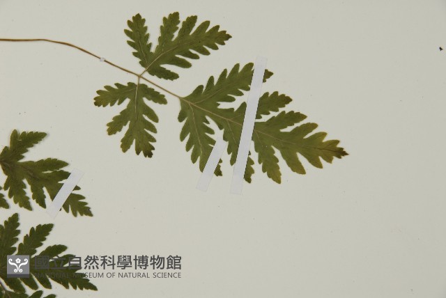 薄葉三叉蕨藏品圖，第4張