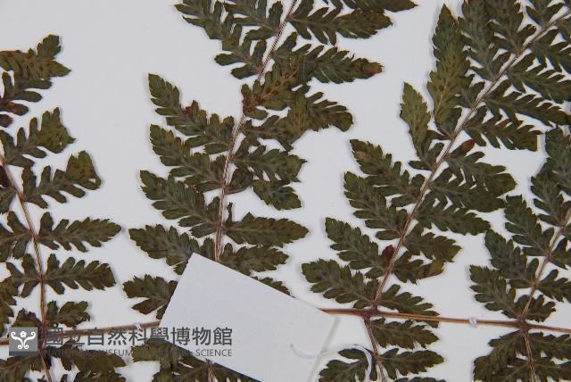 細葉蹄蓋蕨藏品圖，第4張
