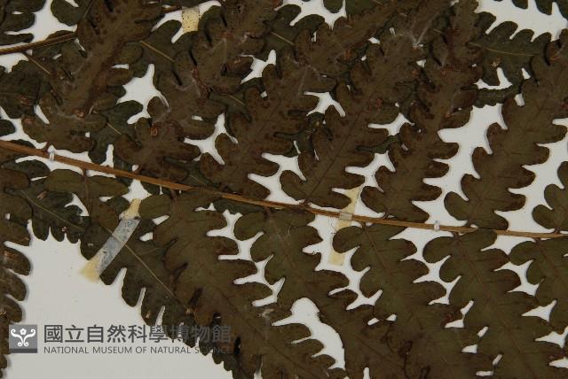 網脈突齒蕨藏品圖，第4張