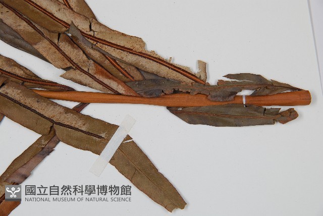 烏毛蕨藏品圖，第3張