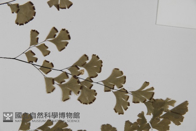 鐵線蕨藏品圖，第4張