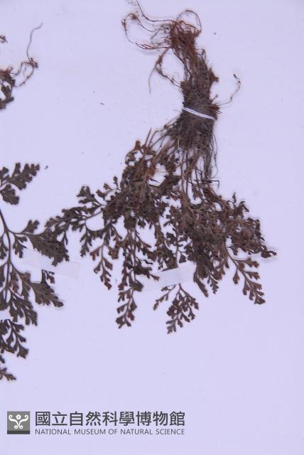 北京鐵角蕨藏品圖，第4張