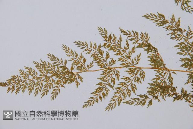 宿枝小膜蓋蕨藏品圖，第4張