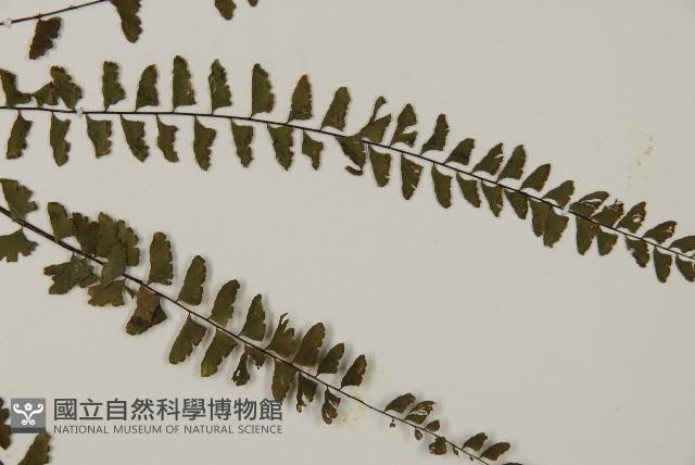 愛氏鐵線蕨藏品圖，第4張